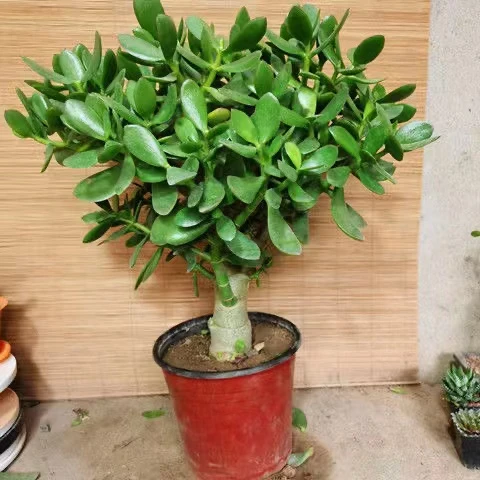 玉树盆栽办公室内阳台摆放好养护绿植四季长青植物