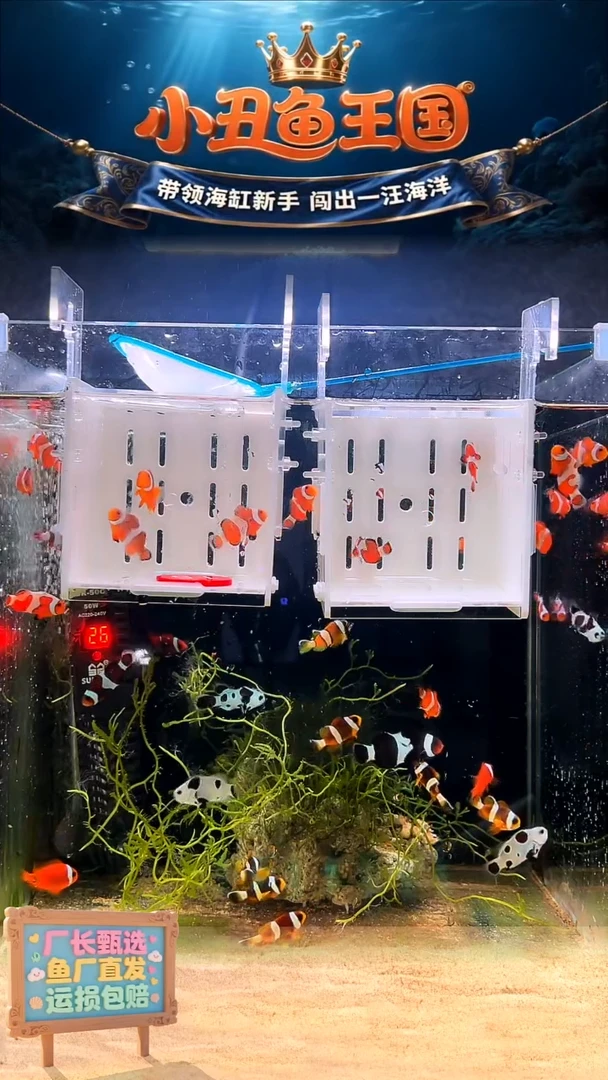 海水一只3.5-4达芬奇一只3-3.5公子全品
