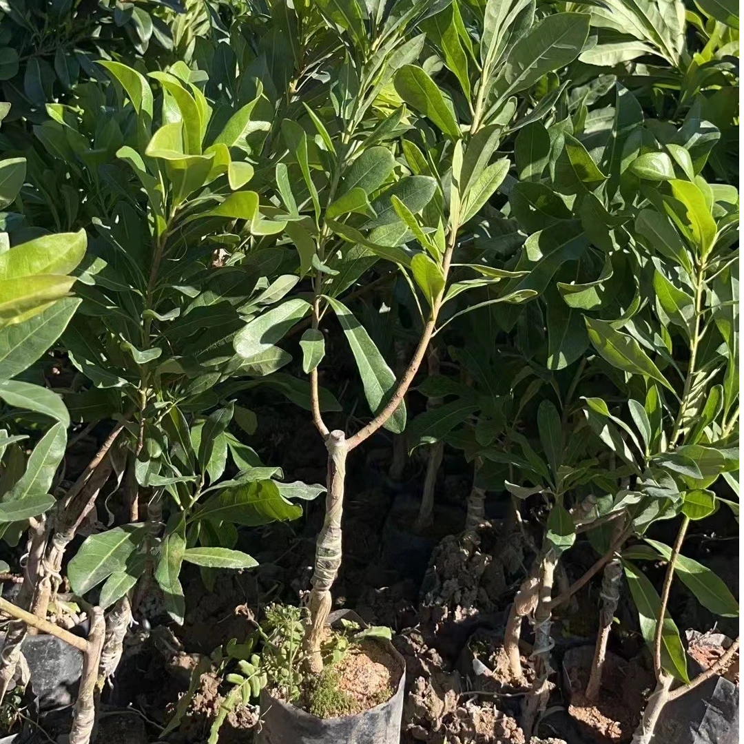 （1-4年）东魁嫁接好盆栽种植