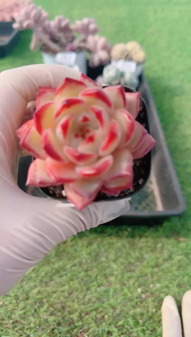 【闪购商品】梦会多肉一物一拍