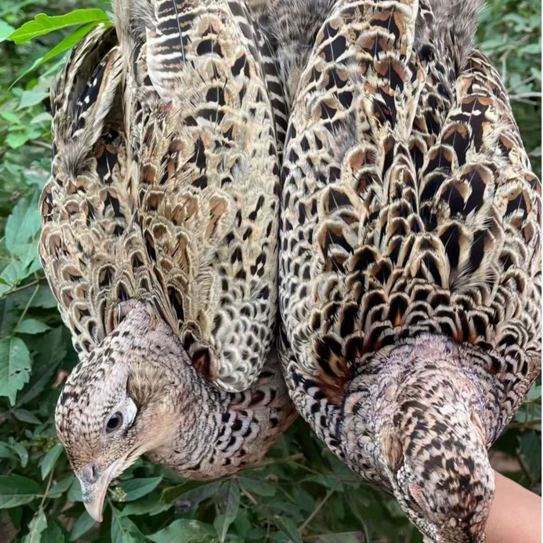 两只母鸡户外散养  母鸡一斤半左右发货包邮到家