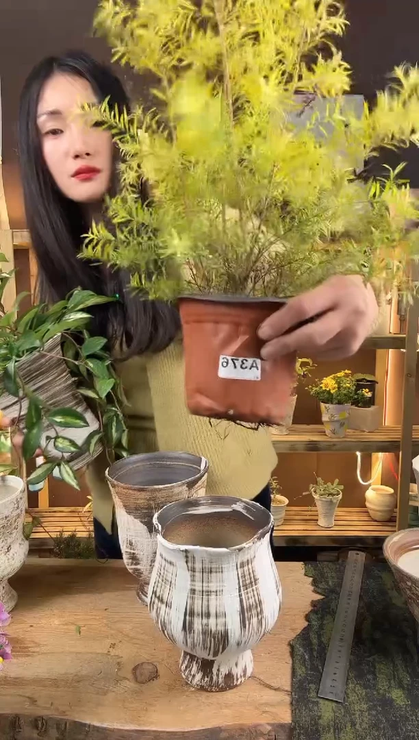 无花朵ˊ*圆黄金香柳育苗盆376