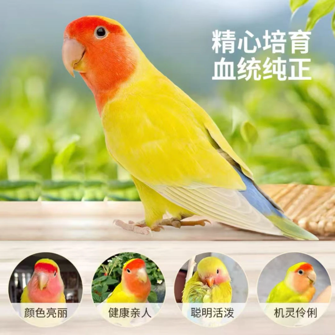 牡丹爱情鸟黄桃绿桃鹦鹉活鸟活体亲人宠物鸟便宜实惠观赏鸟雏鸟