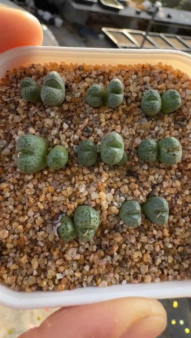 【闪购商品】17-56鱼唇斑马一颗