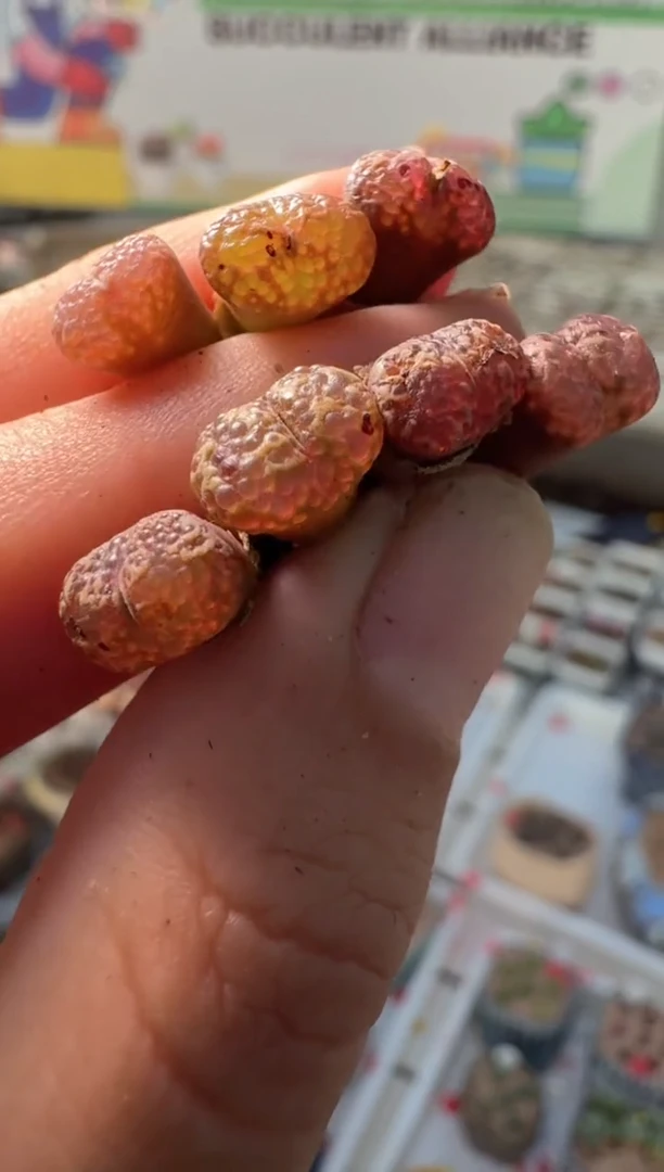 258多肉植物肉锥一颗