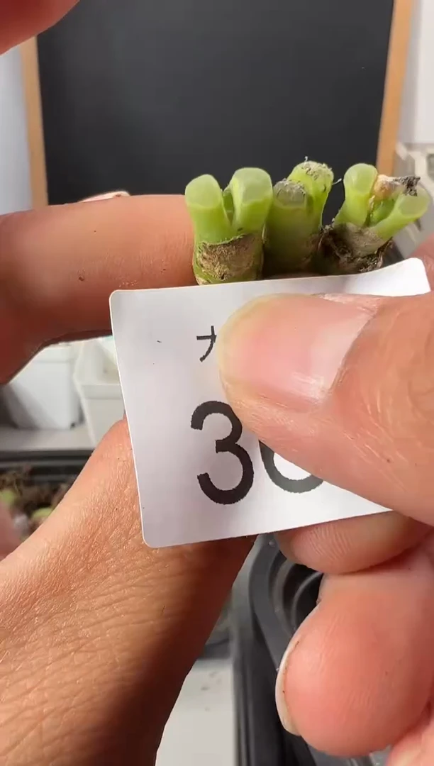 【闪购商品】++++366