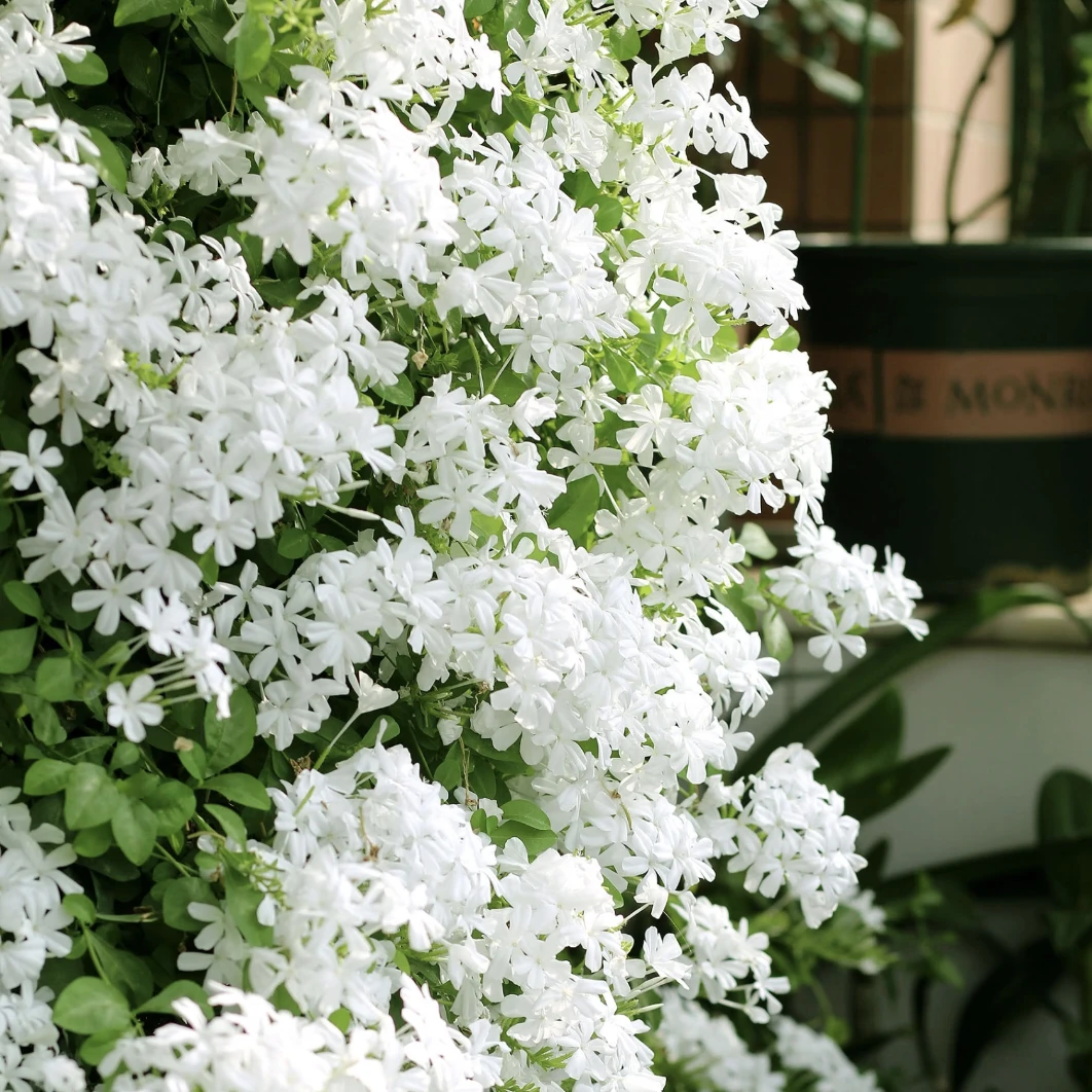 白雪花棒棒糖多年生木本花卉阳台庭院好养植物四季开花
