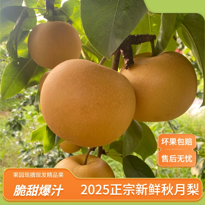 正宗秋月梨新鲜现摘当季水果脆甜多汁中秋礼盒