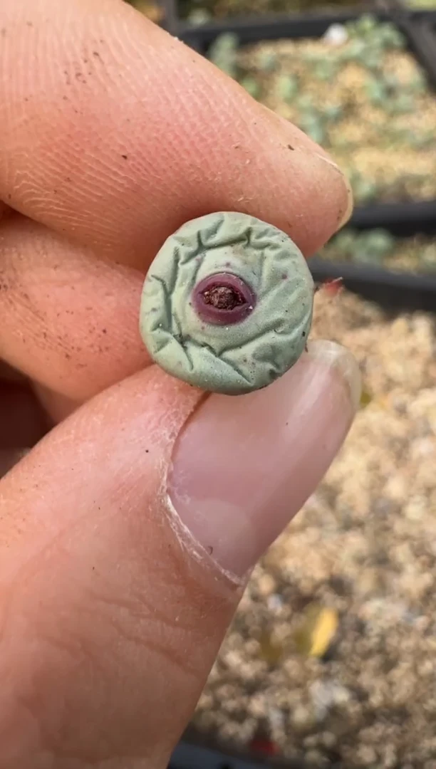 【闪购商品】17-152