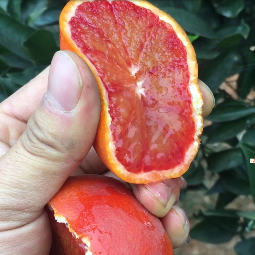 四川塔罗科血橙新鲜水果现摘现发果园直发5斤现货