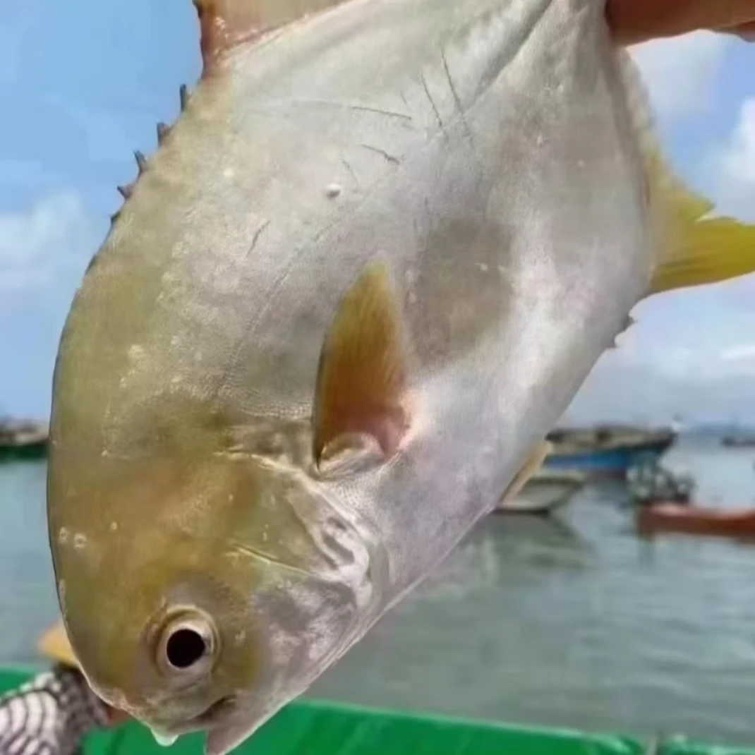 5-5.5斤海水金鲳鱼200-300克/条鲜活速冻发货 顺丰包邮