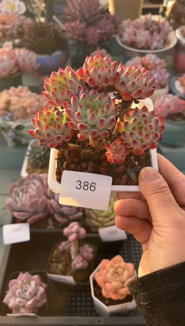 386群生蓝苹果多肉