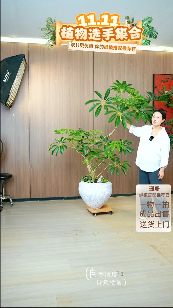 无花朵何**水日本进口保罗大叶伞种好栽好一整套送货上门