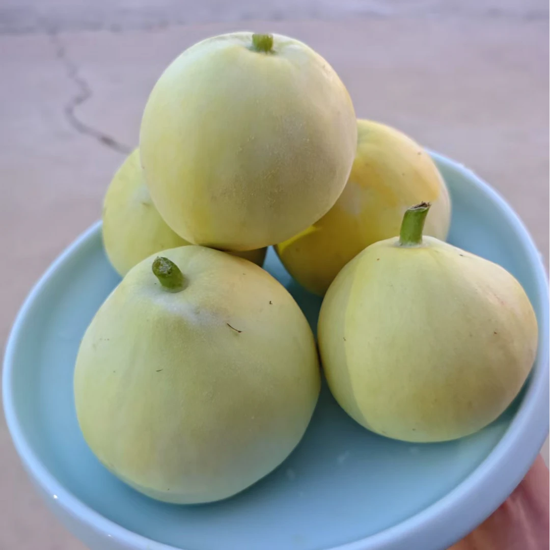 玉奶香甜瓜应季新鲜水果奶香蜜瓜香瓜