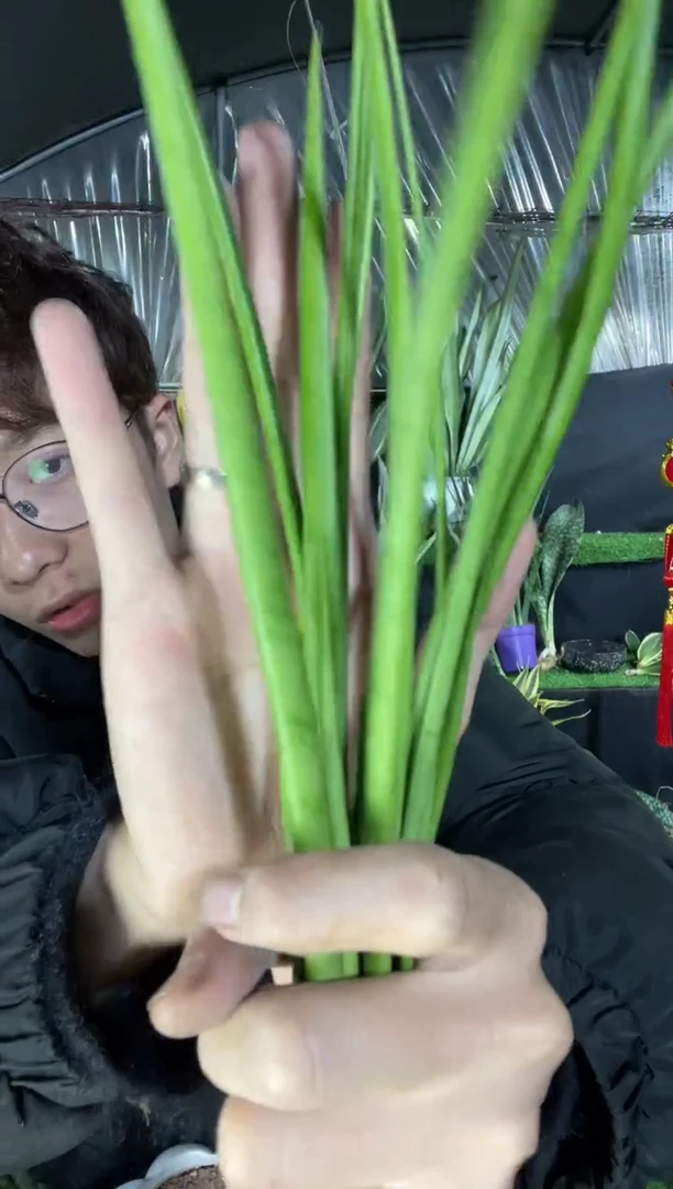 【闪购商品】帕瓦裸根3棵9.9