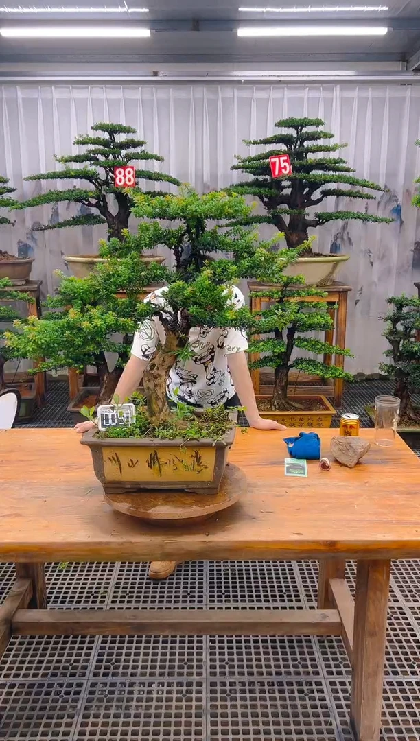 无花朵精品盆景直播间一物一拍