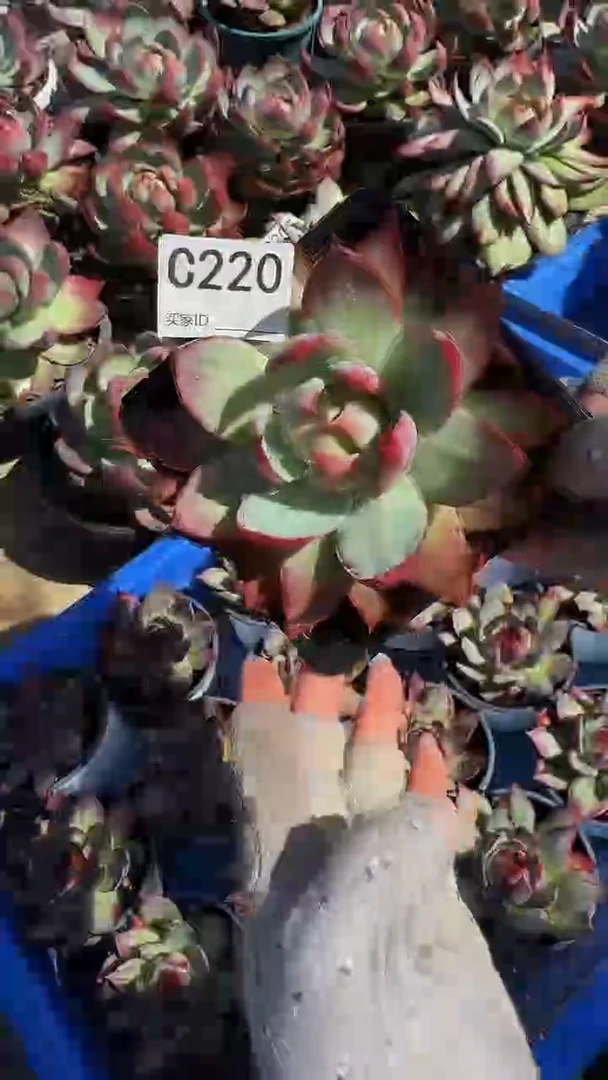 C220惊鸿仙子（裸根发货）