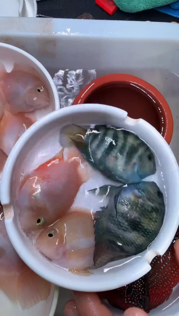 鹦鹉鱼宝蓝一对胭脂粉一对