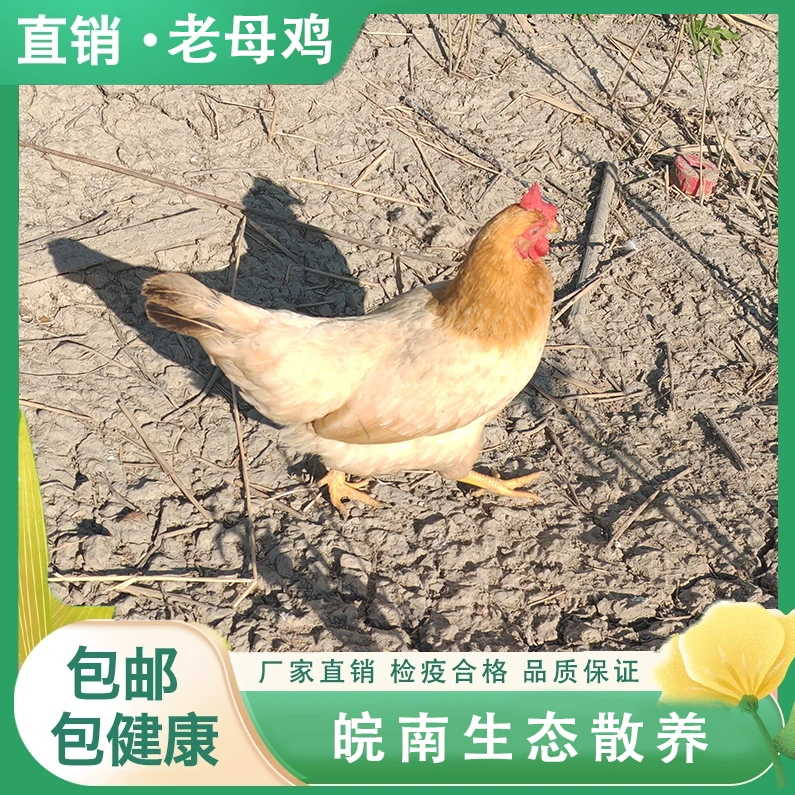 皖南生态散养一年老母鸡肉质鲜嫩红烧炖汤