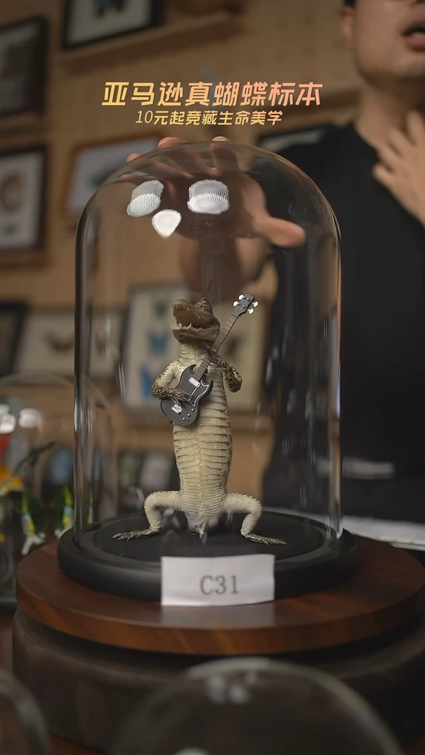 有机玻璃欧***队鳄鱼标本C31