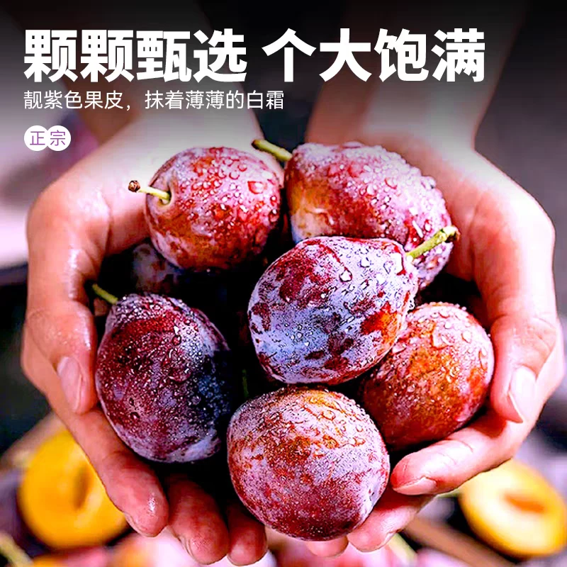 (新疆直发)新疆喀什西梅新鲜采摘香甜多汁当季水果