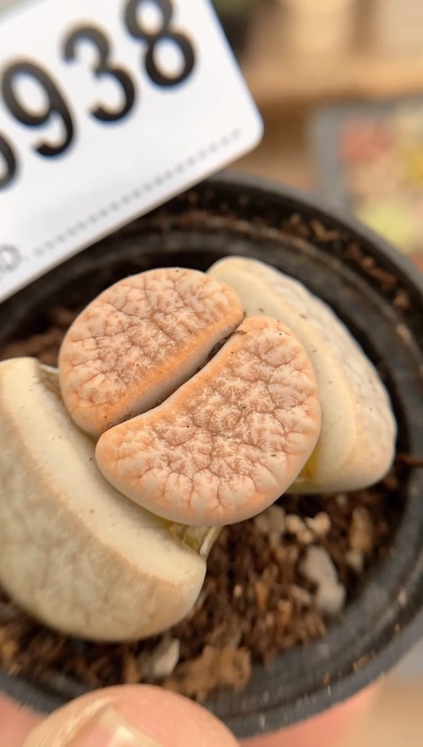 【闪购商品】6938直播一物一拍