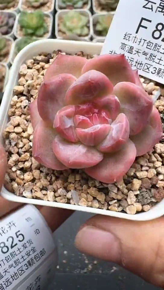 824F云禹多肉植物 默认脱土纸巾打包 3颗包邮