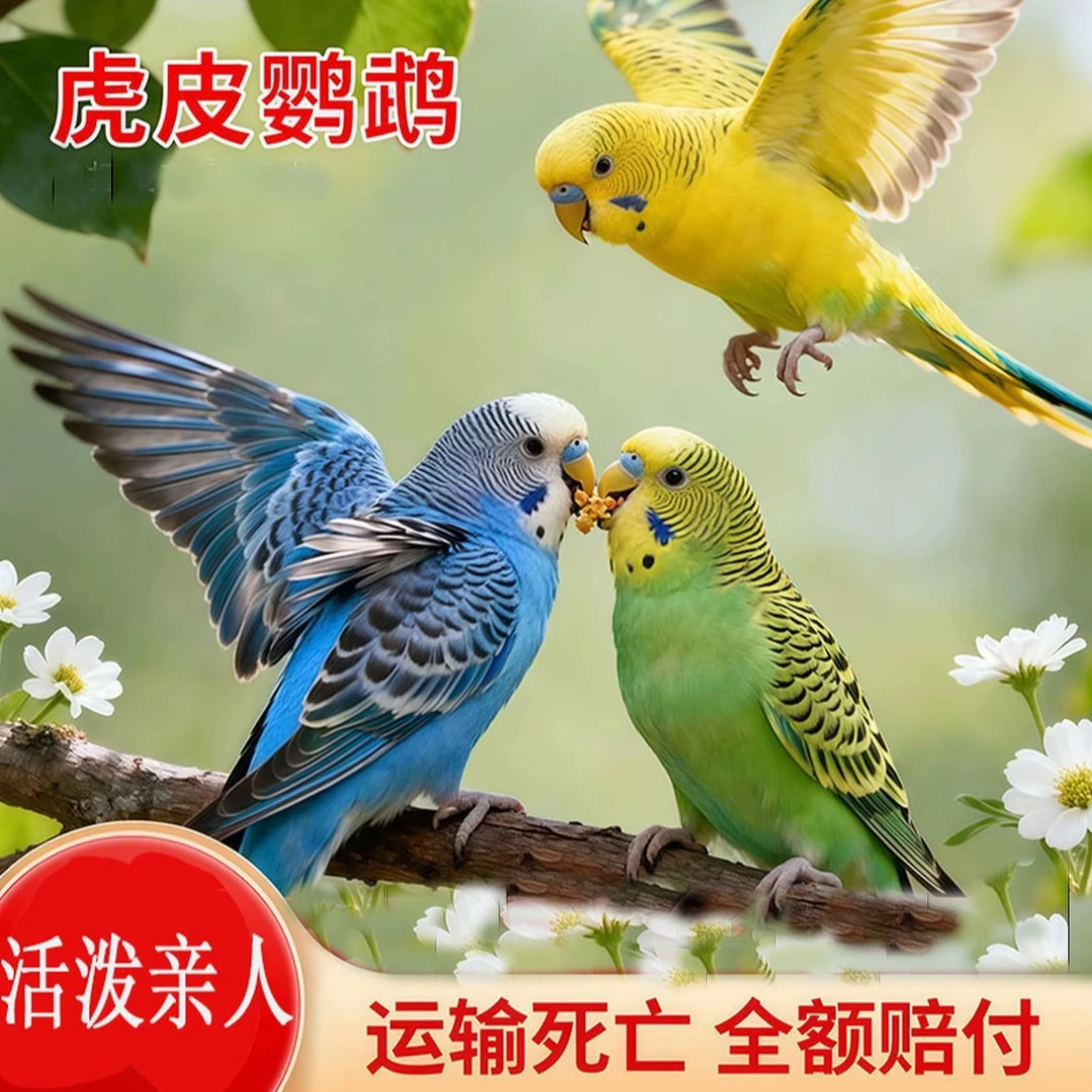 【两只手养鹦鹉】虎皮小鸟活体宠物鸟活泼可爱黏人易上手亲人听话G
