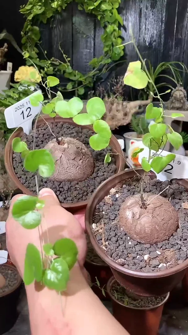 12号1109福利南非龟甲龙买一送一