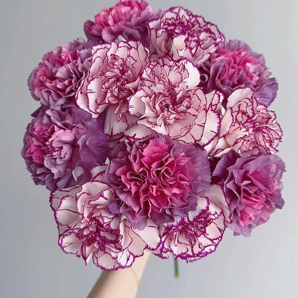 【野马10+紫精灵10康乃馨】同地址2单发顺丰/德邦空运+送保鲜剂10包