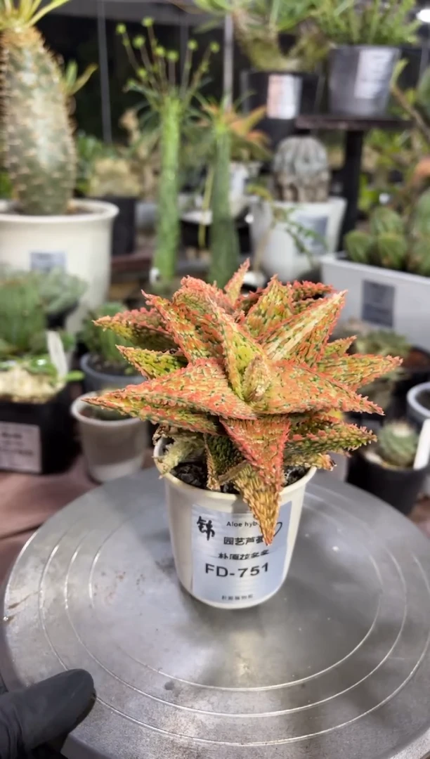 园艺芦荟锦FD-751