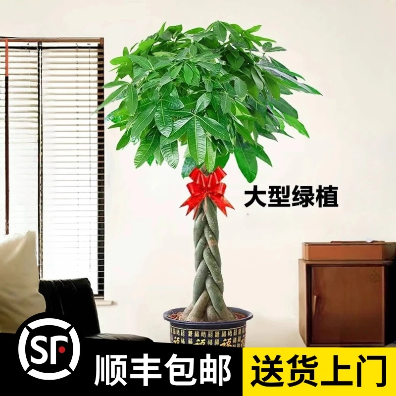 1.6-1.8米【辫子发财树】五辫杆（顺丰包邮）绿植办公室内开业