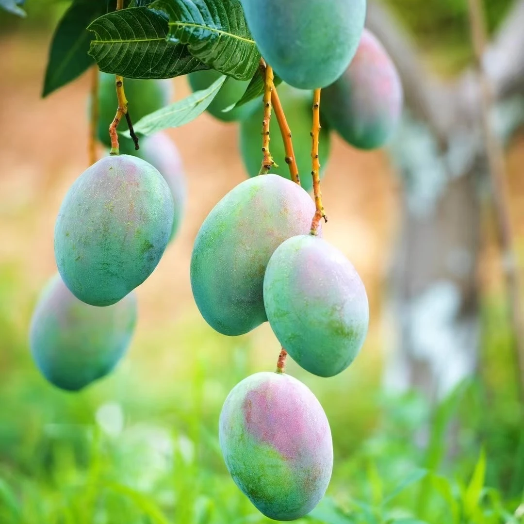 攀枝花红贵妃金煌椰香凯特果肉厚实爆甜多汁香味浓郁新鲜采摘芒果