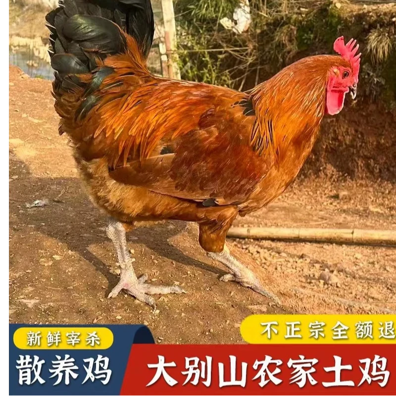 【亿众源散养大公鸡】户外大山放养大公鸡现拍现处理七五杀味美