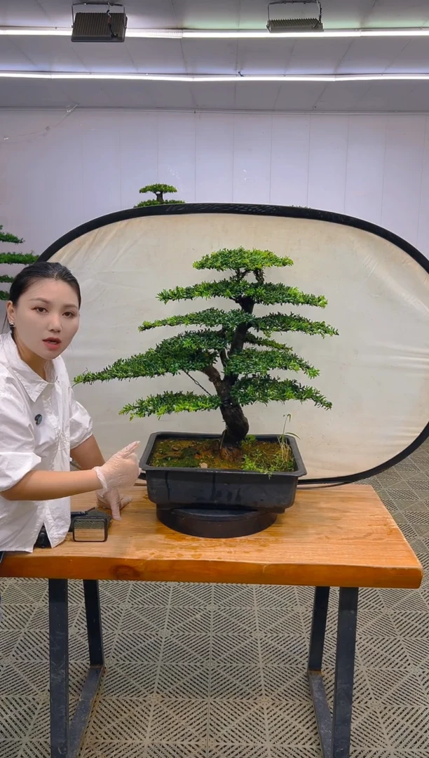 无花朵一物一拍一物一拍