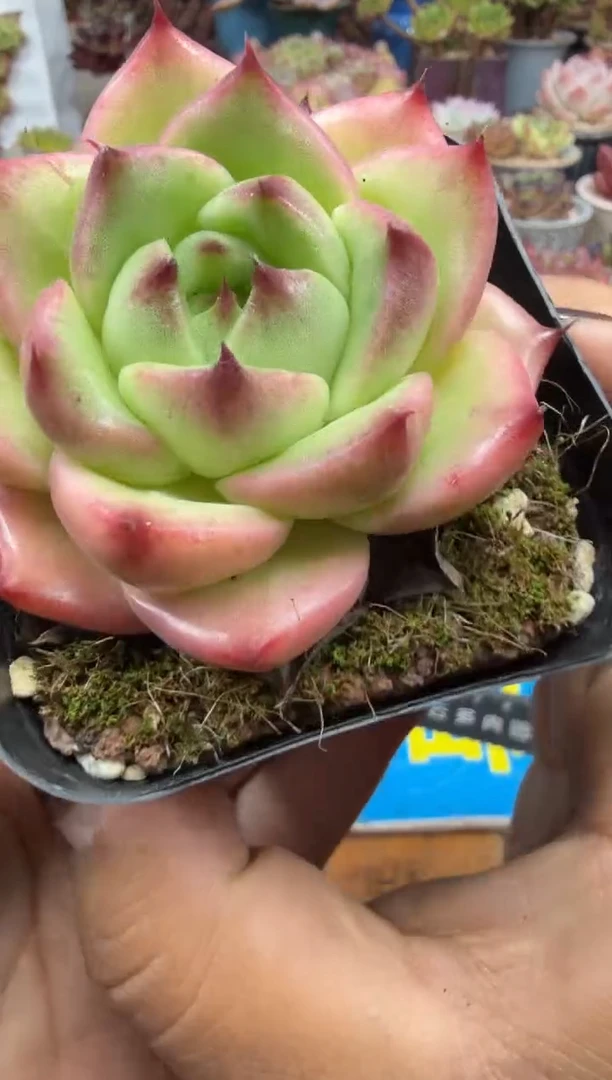 东云多肉园二店-728