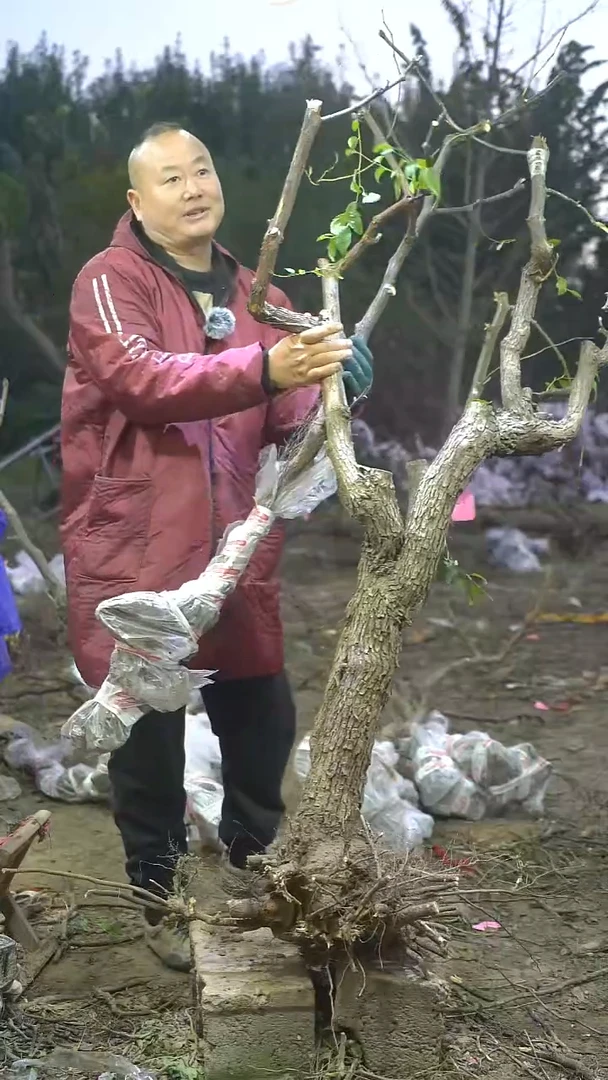 完全开放枣树080