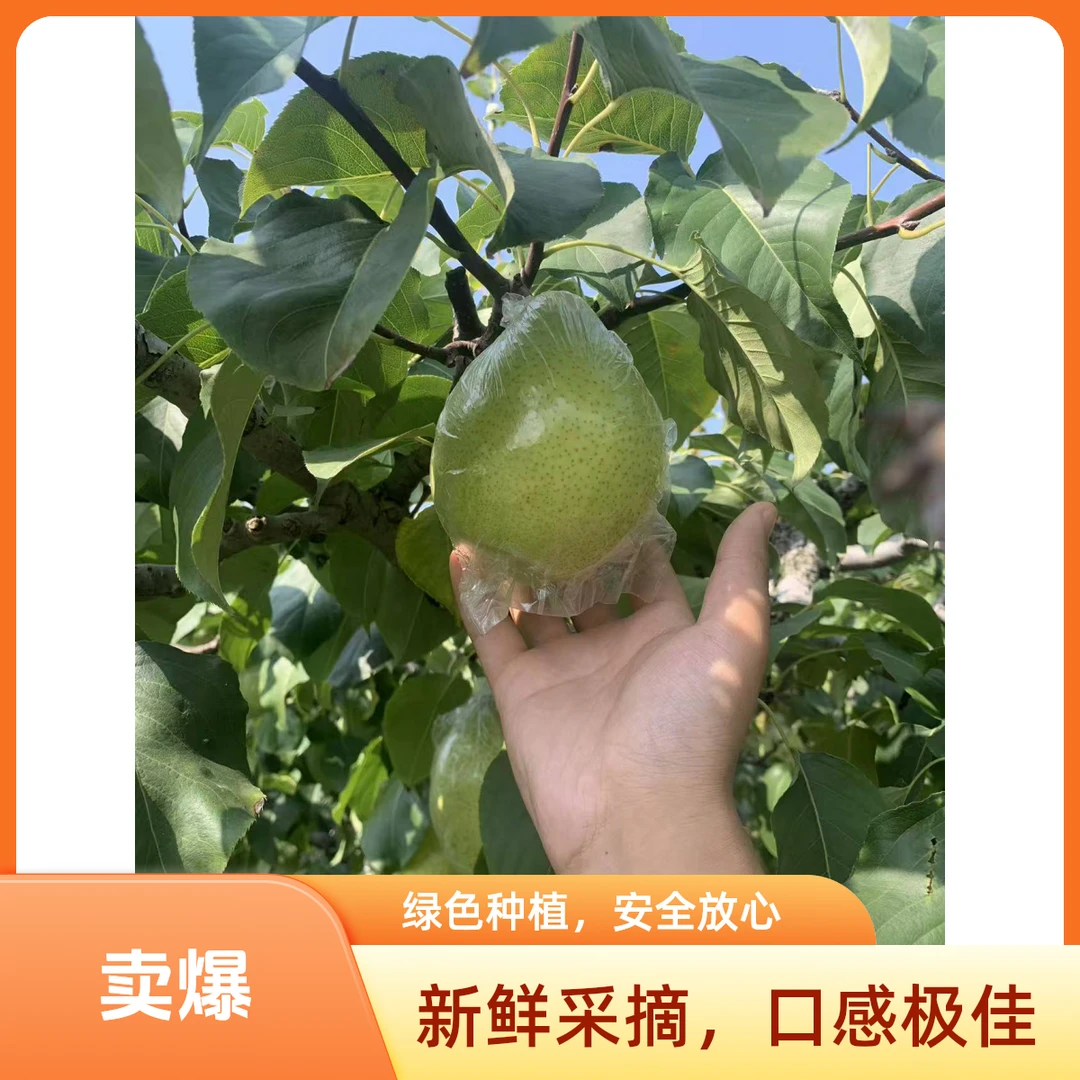 【产地直发】山东梨阳信鸭梨2025当季现摘新梨脆甜爆汁口感坏果包赔