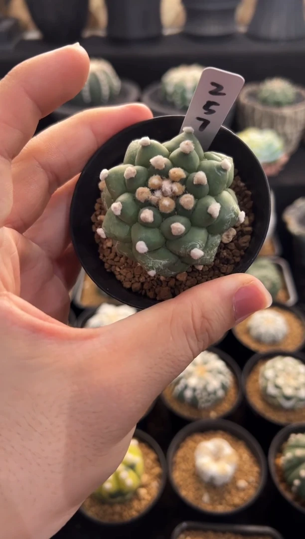 角油龟甲实生根星兜编码257