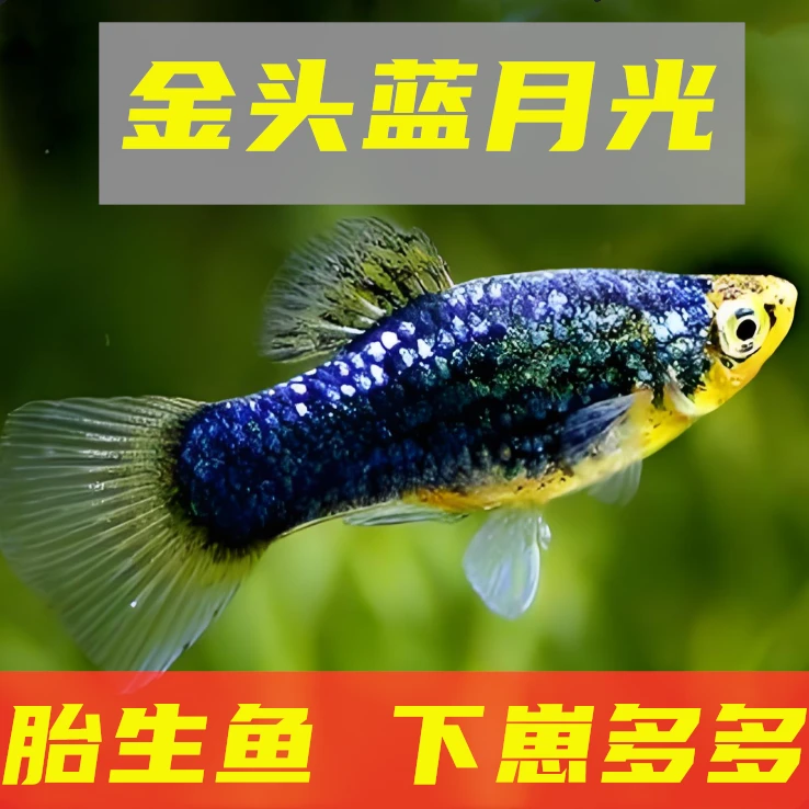 金头蓝月光胎生鱼下崽多多直接生小鱼热带鱼观赏鱼好养易淡水包邮