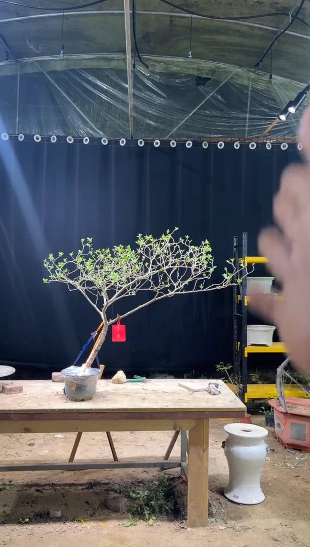 无花朵猪*皮 海岛栀子花