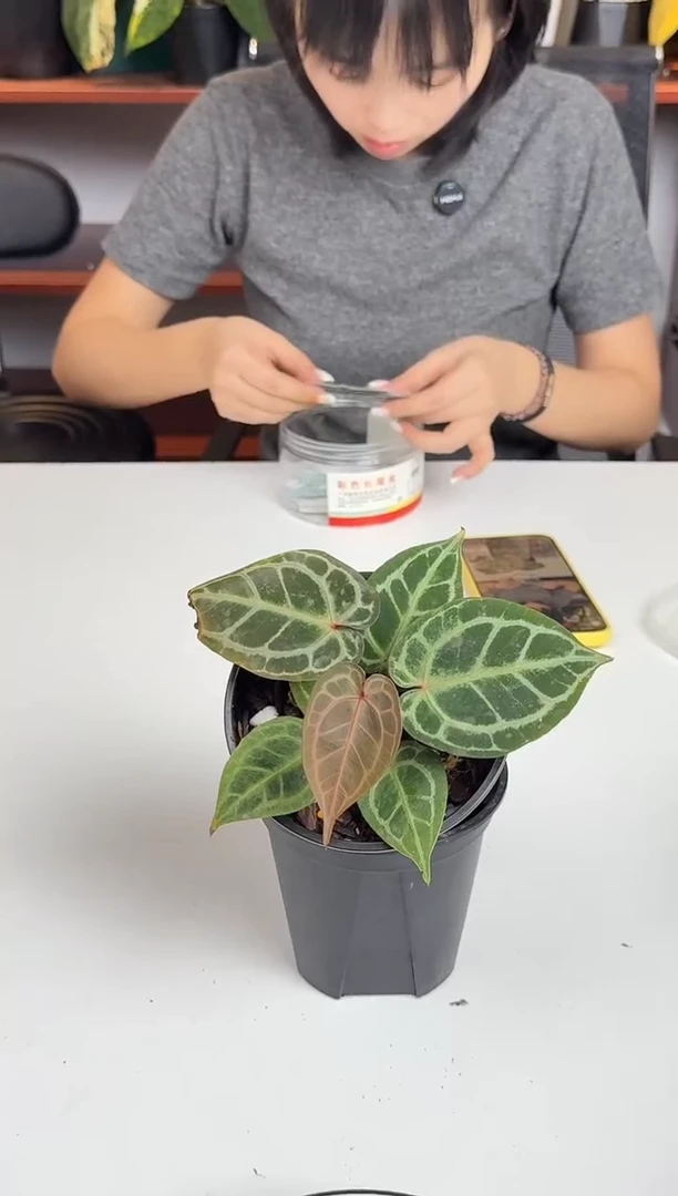 完全开放878   红虎