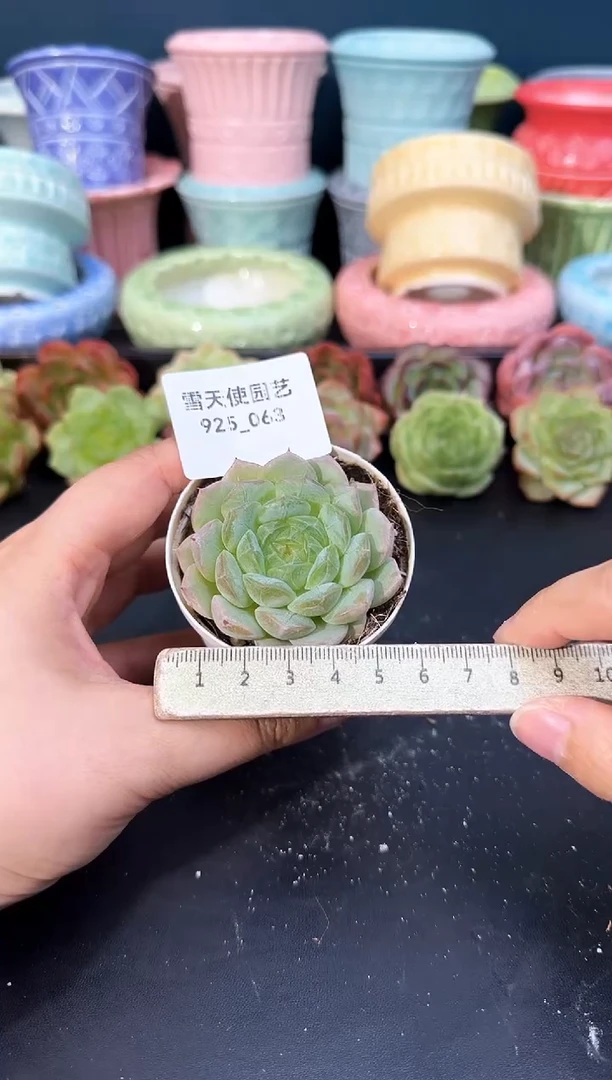 925-063青山（冠幅5cm）