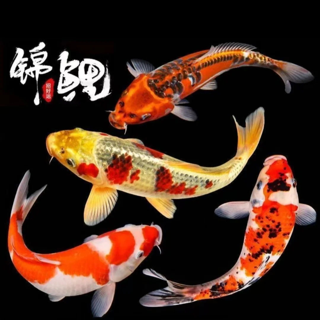 锦鲤三色红白蝴蝶观赏鱼