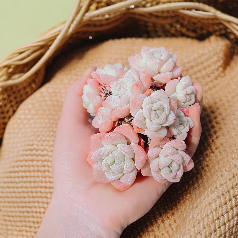 5# 小精控双头冰玉状态控养萌肉精品