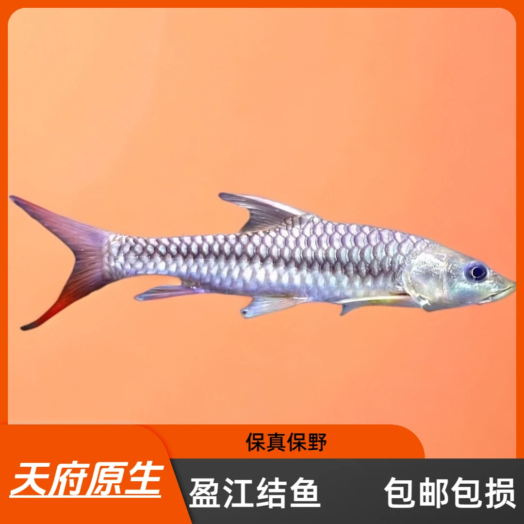 野生盈江结鱼包野吉罗鱼原生鱼