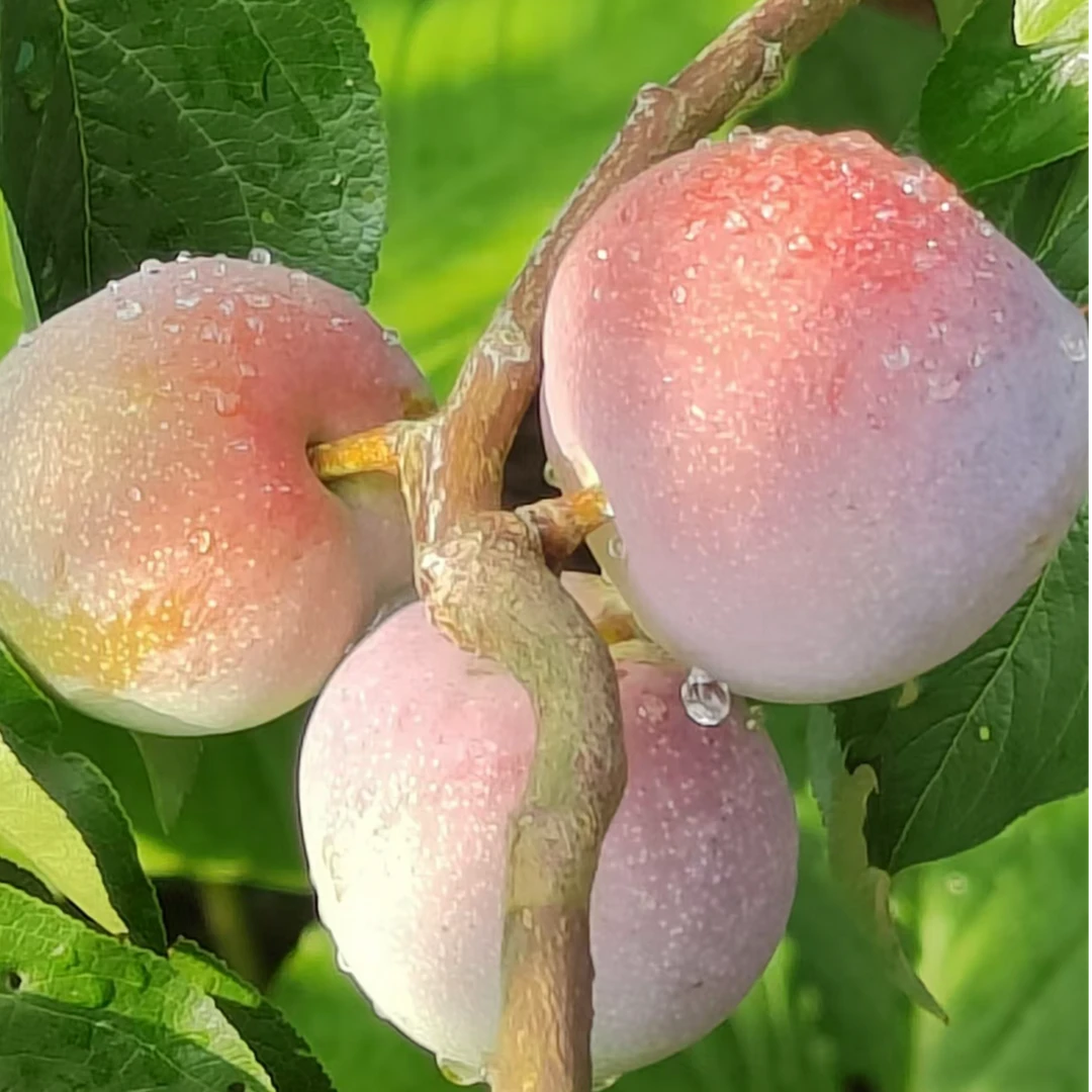 恩施富硒半边红李子酸甜可口新鲜水果