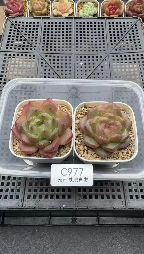 珍妮杂交多肉C977
