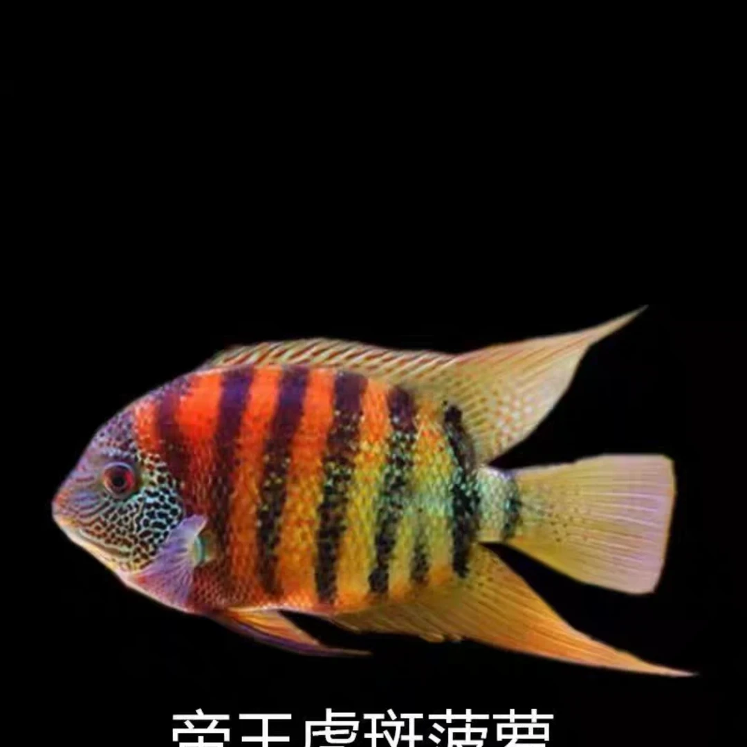 帝王虎斑菠萝鱼热带观赏鱼淡水活体小型鱼耐活好养