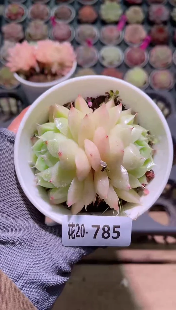 【闪购商品】20-785麦秆